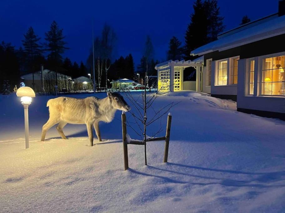 Kielo In Center Near All The Main Spots Rovaniemi Exteriör bild
